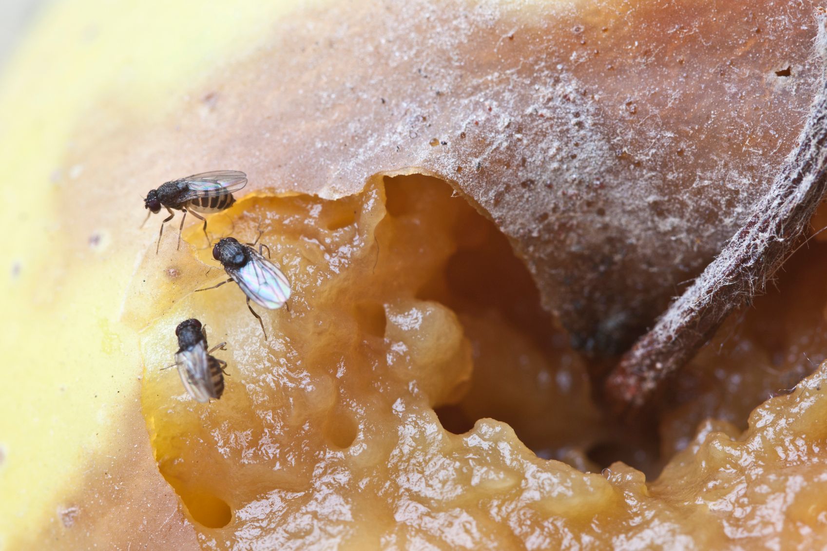 Why Summer Bugs Are Active